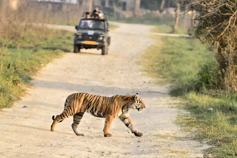 Top 10 Tiger Safaris in India – Best Places to Spot Tigers